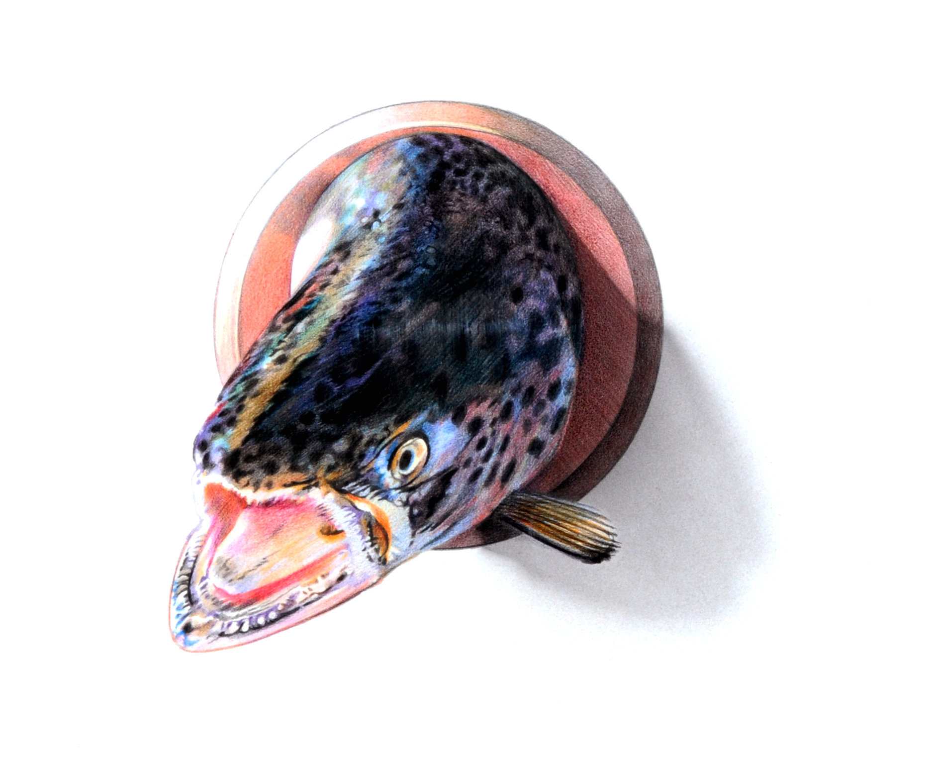 Hugo Schuhmacher, Lachskopf (Head of a Salmon)