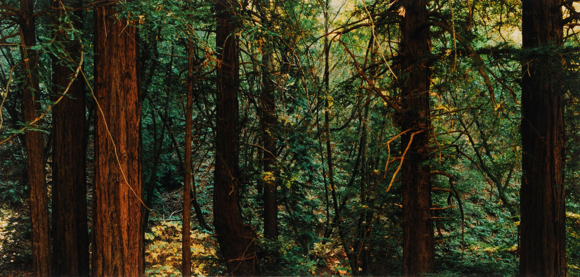 Thomas Struth, Ausstellungsbuch. Retrospektive Thomas Struth 1977-2002. Wanderausstellung: Dallas Museum of Art, 2002; The Museum of Contemporary Art, Los Angeles, 2003; The Metropolitan Museum of Art, New York, 2003; Museum of Contemporary Art, Chicago, 2003