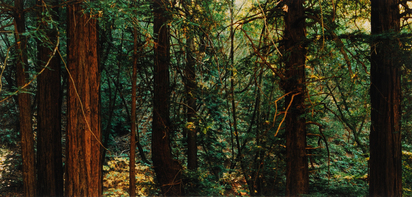 Ausstellungsbuch. Retrospektive Thomas Struth 1977-2002. Wanderausstellung: Dallas Museum of Art, 2002; The Museum of Contemporary Art, Los Angeles, 2003; The Metropolitan Museum of Art, New York, 2003; Museum of Contemporary Art, Chicago, 2003