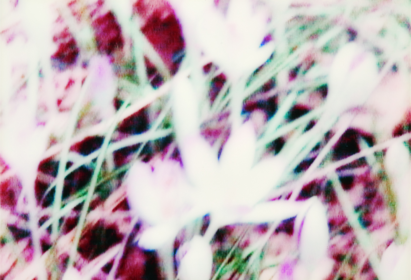 Annelies Strba, An III