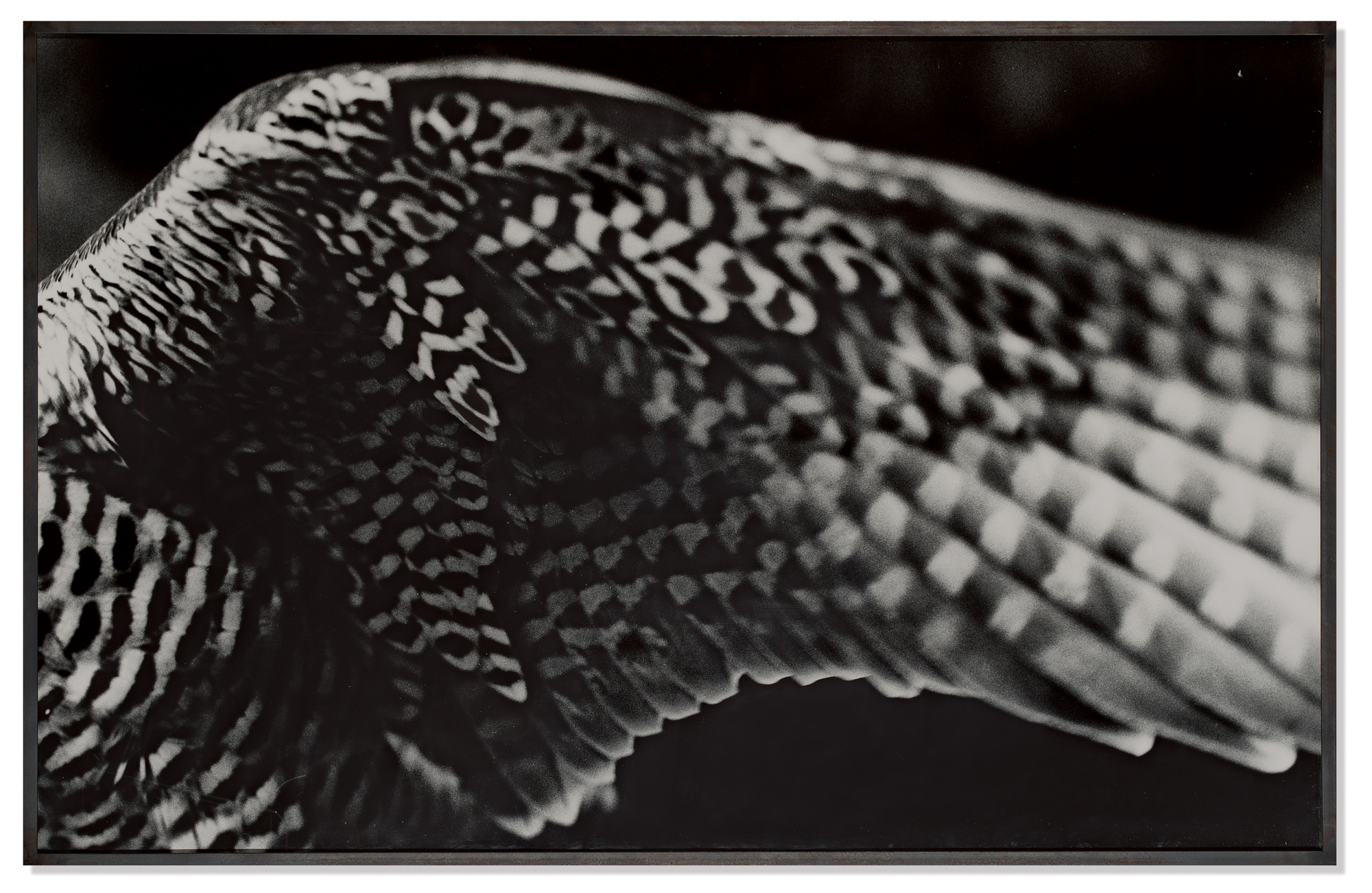 Balthasar Burkhard, Falkenflügel (Falcon Wing)