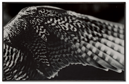 Falkenflügel (Falcon Wing)