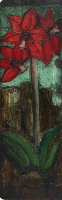 Amaryllis