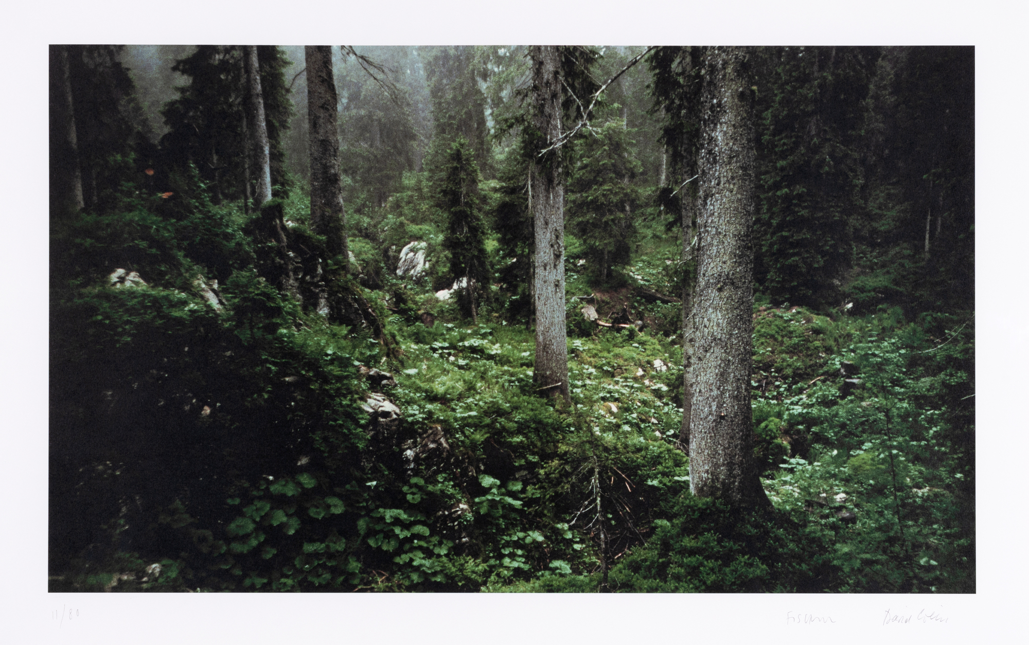 Fischli/Weiss (Peter Fischli & David Weiss), Waldinneres (Forest Interieur)