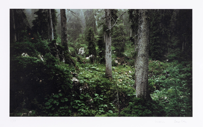Waldinneres (Forest Interieur)