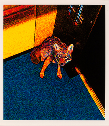 2 Blätter aus der Serie "Animal Sightings": Coyote; Urban Bear