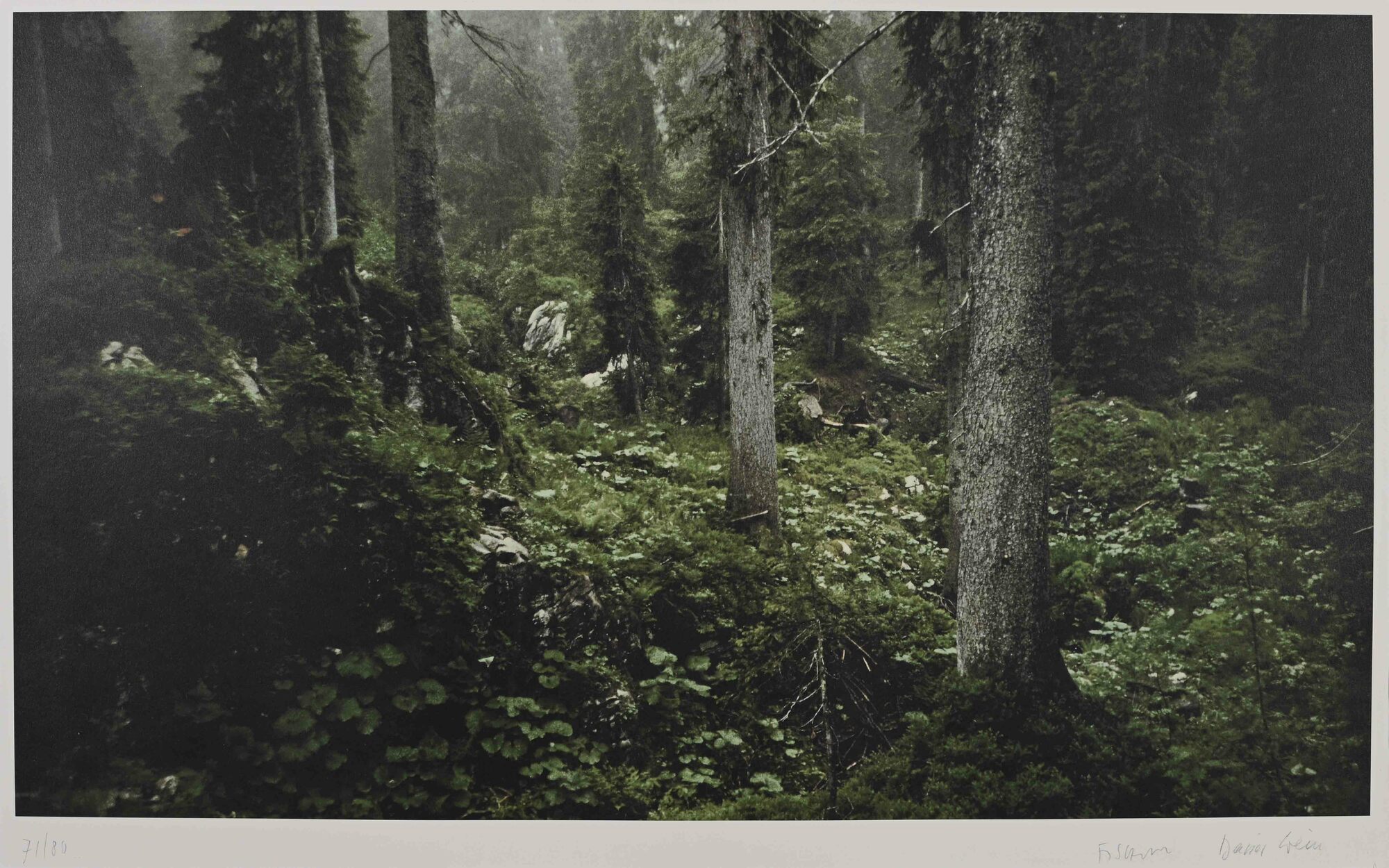 Fischli/Weiss (Peter Fischli & David Weiss), Waldinneres