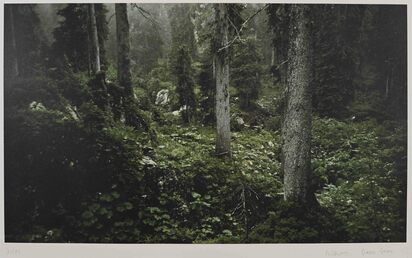 Waldinneres