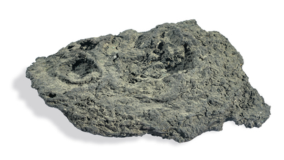 Cow Dung