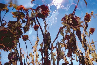 Ohne Titel (Sonnenblumen)
