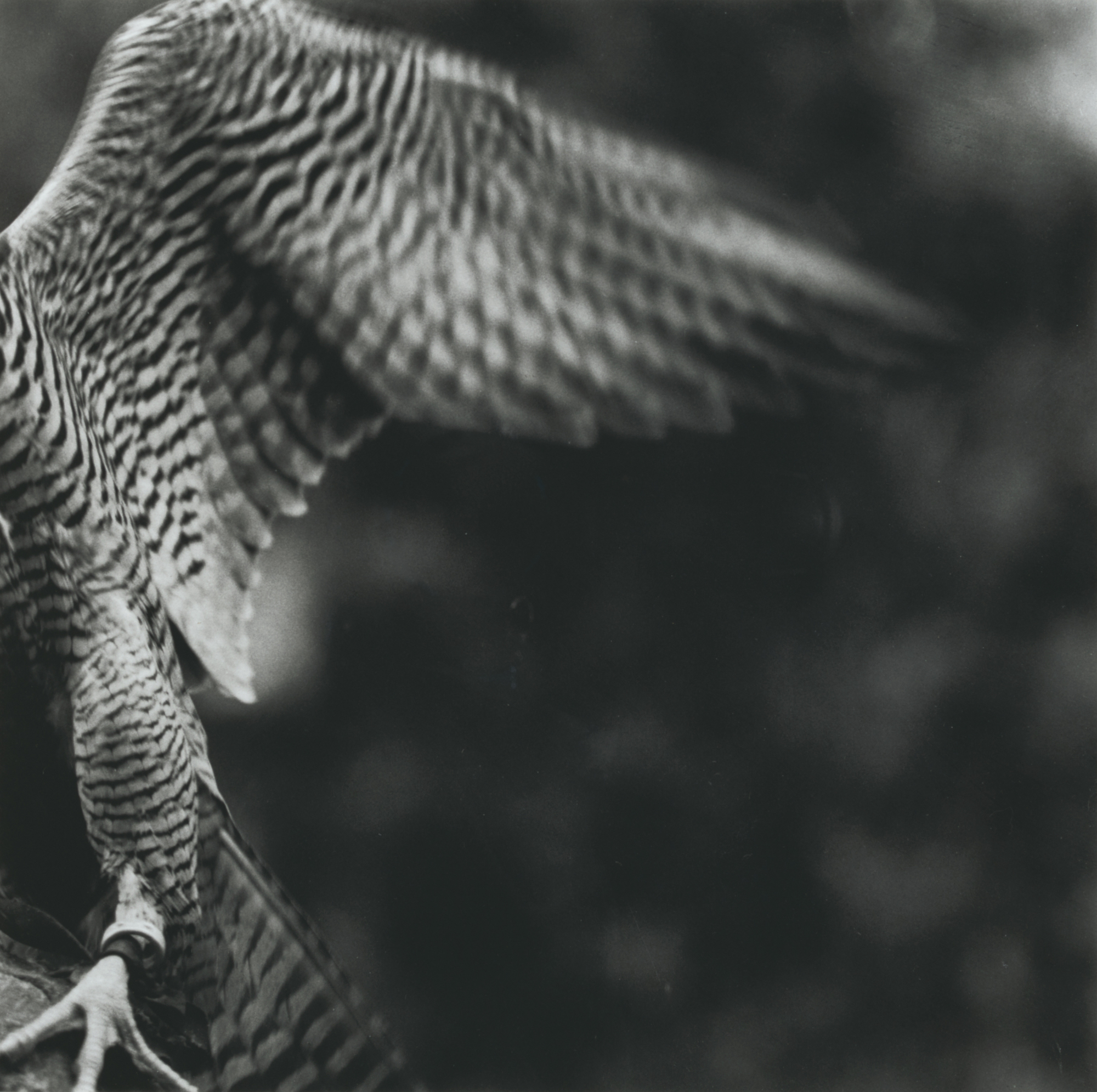 Balthasar Burkhard, Falcon wing