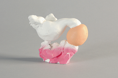 Bird Head in Egg