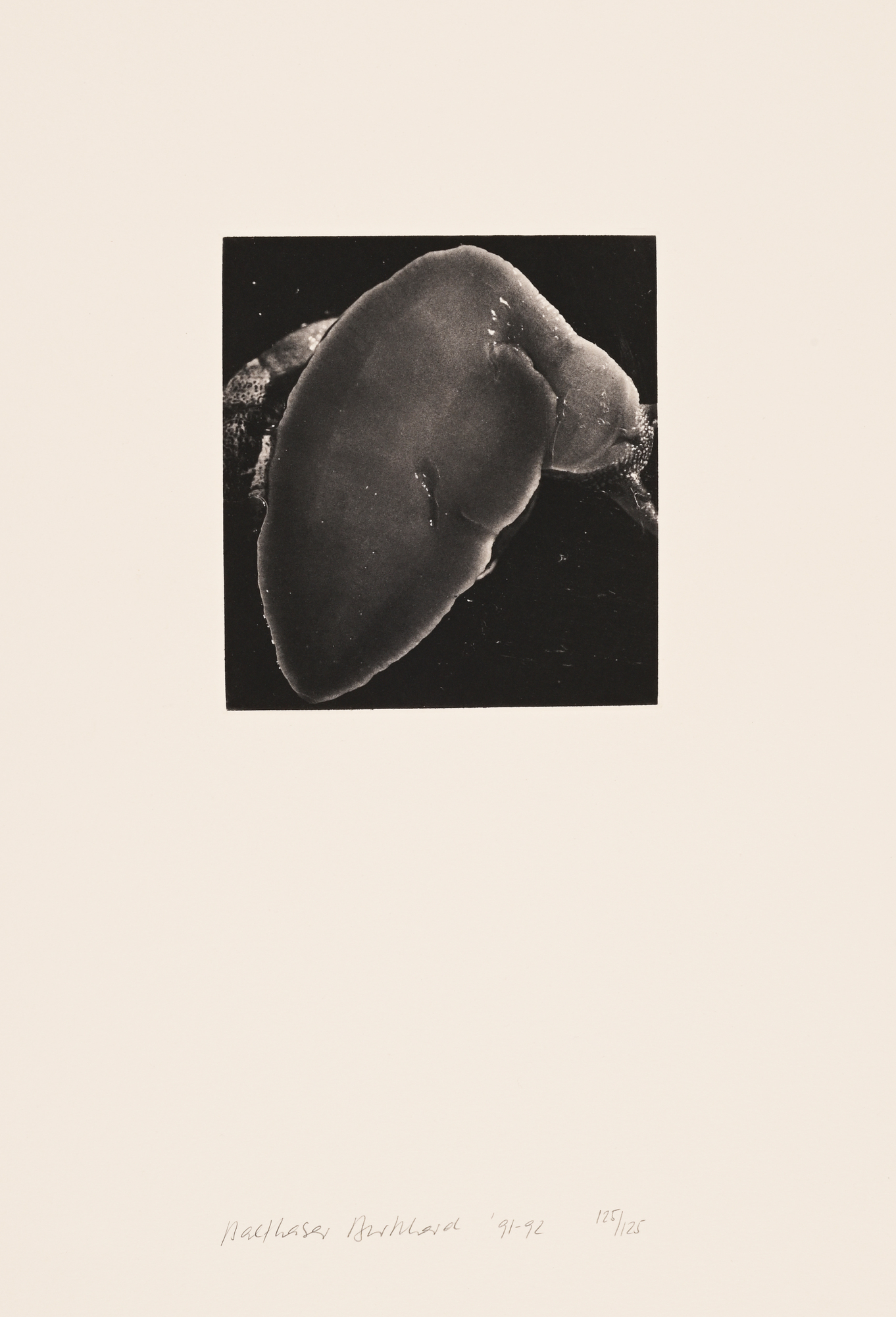 Balthasar Burkhard, 2 photographs: Hand, 1991; Schnecke, 1991/92