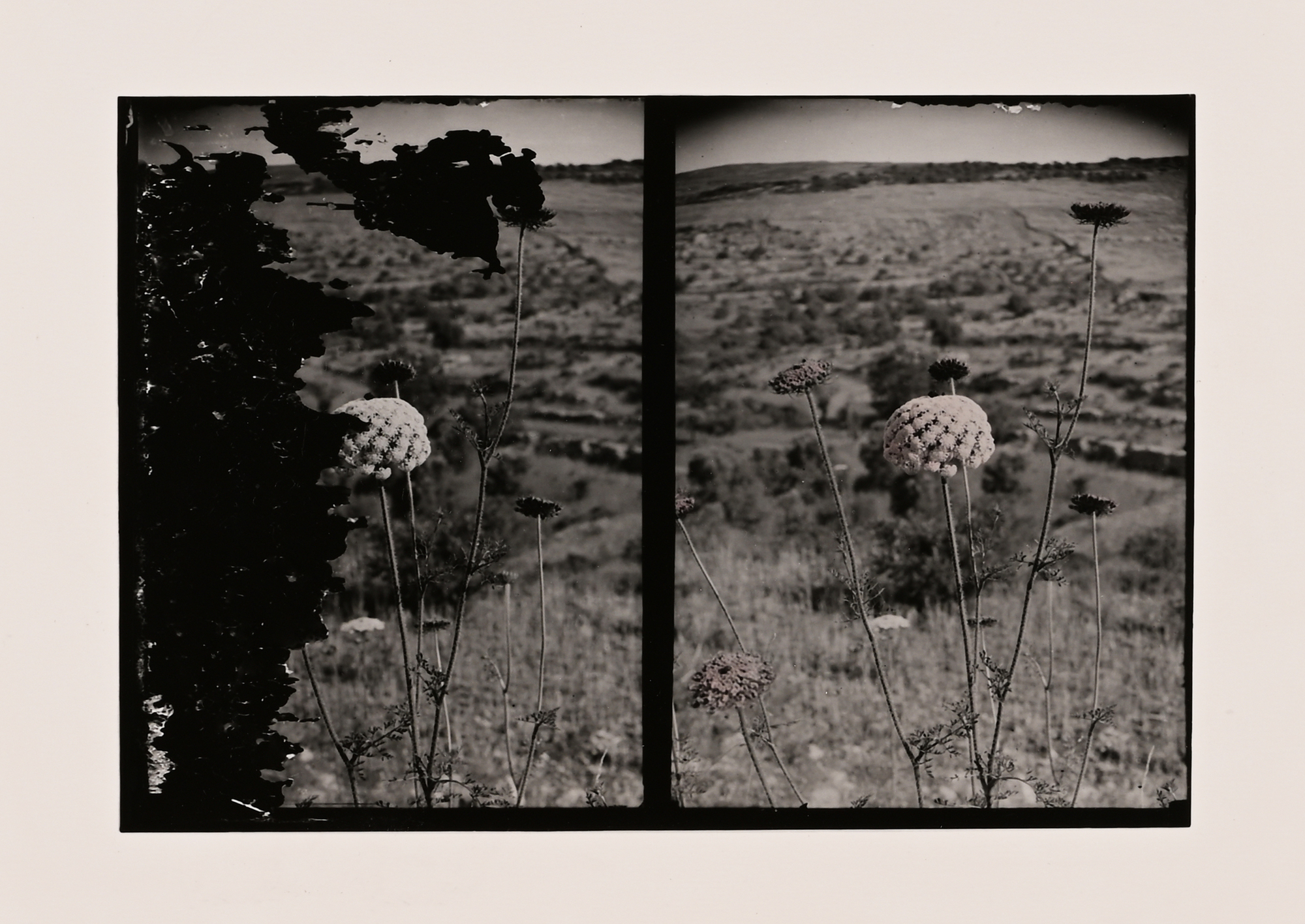 Uriel Orlow, Daucus Carota, from "Double Vision (native plants)"