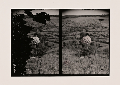 Daucus Carota, aus "Double Vision (native plants)"