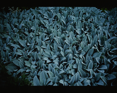 Lambs Ears (for Parkett No. 57)