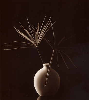 Cyperiegras, 1983