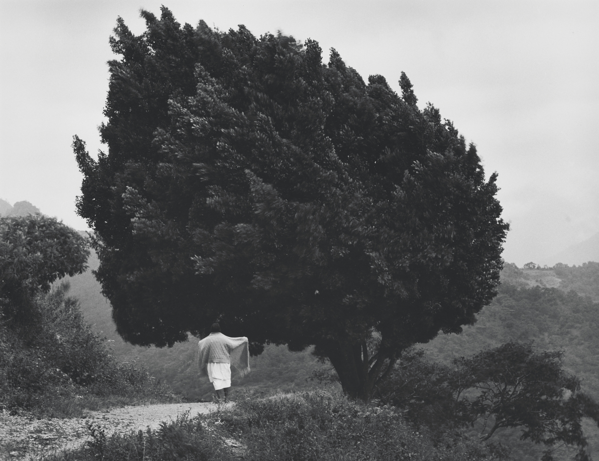 Flor Garduño, El árbol de Yalalag