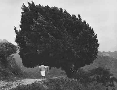 El árbol de Yalalag