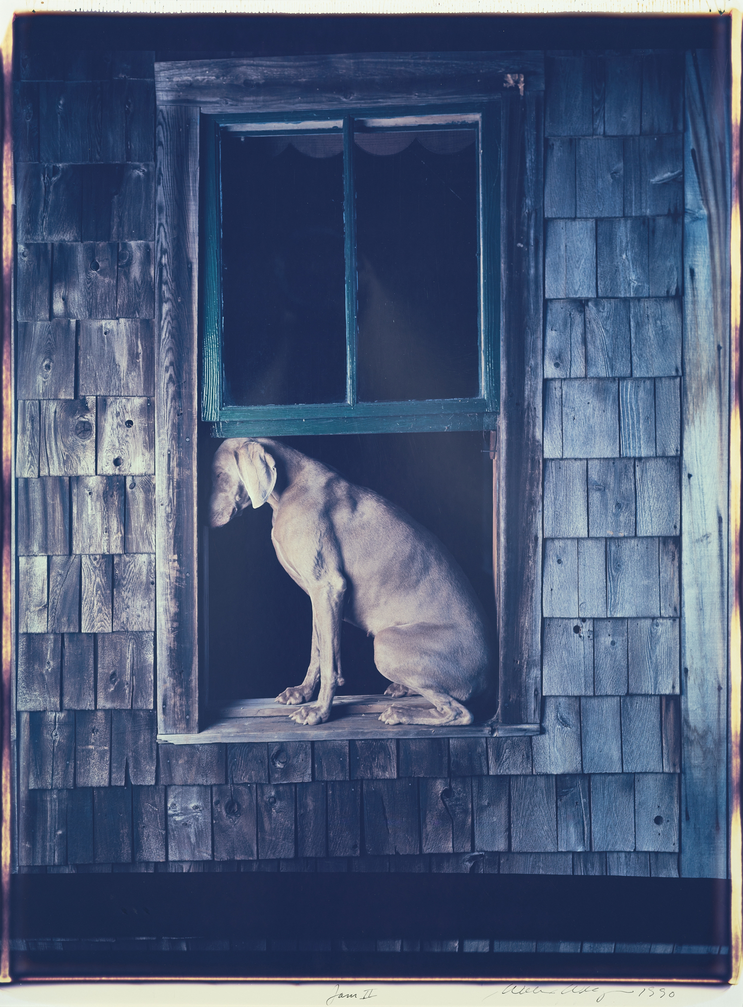 William Wegman, Jam II