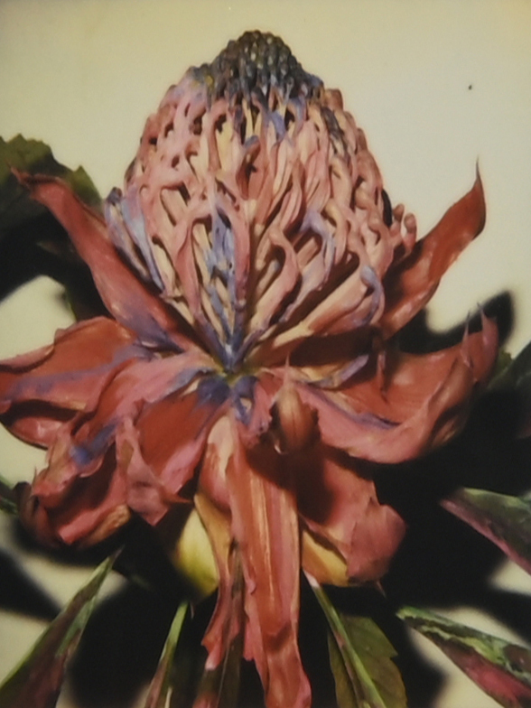 Nobuyoshi Araki, 4 works from the ‘Polanographs’ series