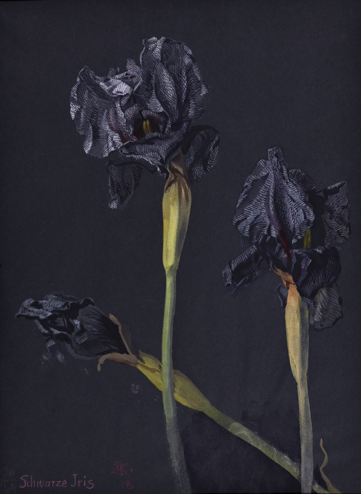 Ernst Kreidolf, Black iris