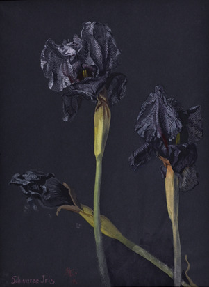 Schwarze Iris