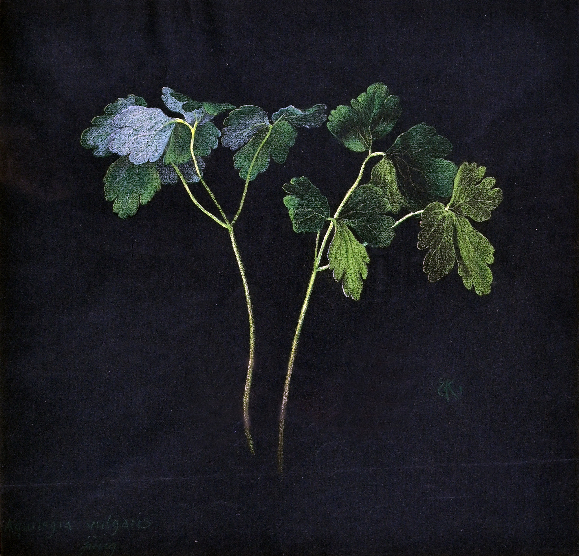 Ernst Kreidolf, Aquilegia Vulgaris