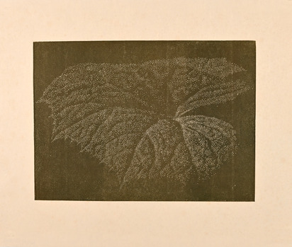 Butterbur
