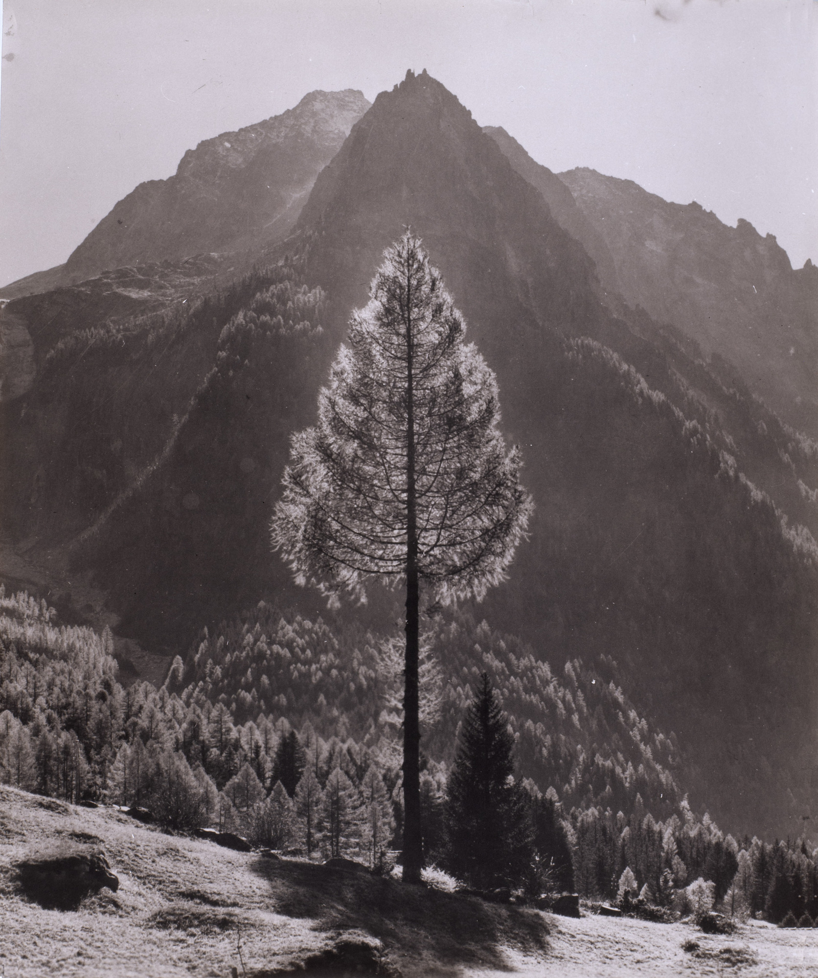 Albert Steiner, 14 Fotografien: Diverse Sujets