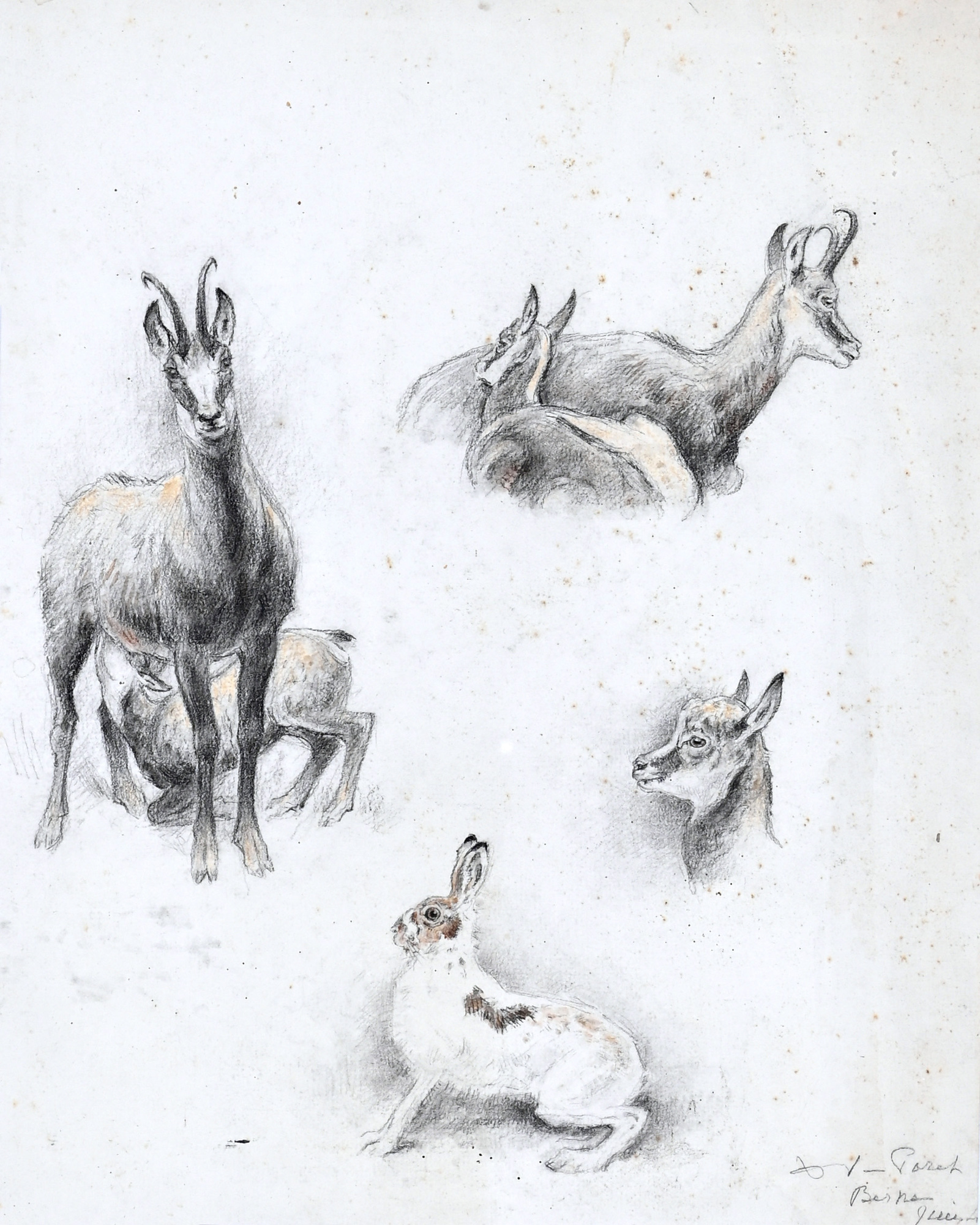 Xavier De Poret, Study on chamois and a hare