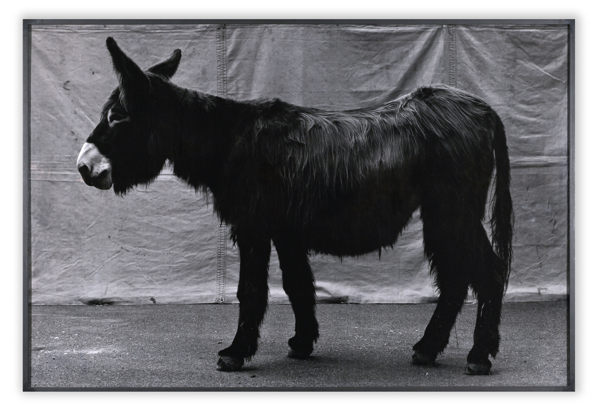 Balthasar Burkhard, Esel