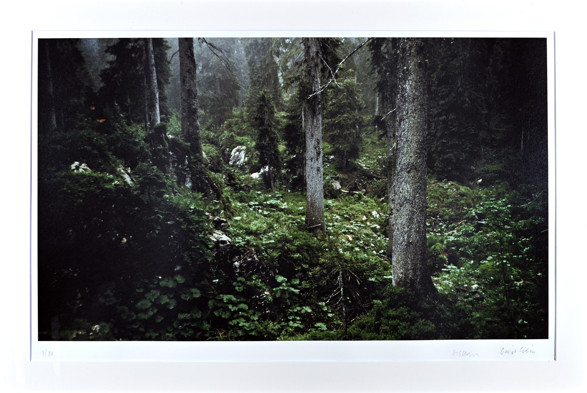 Fischli/Weiss (Peter Fischli & David Weiss), Waldinneres