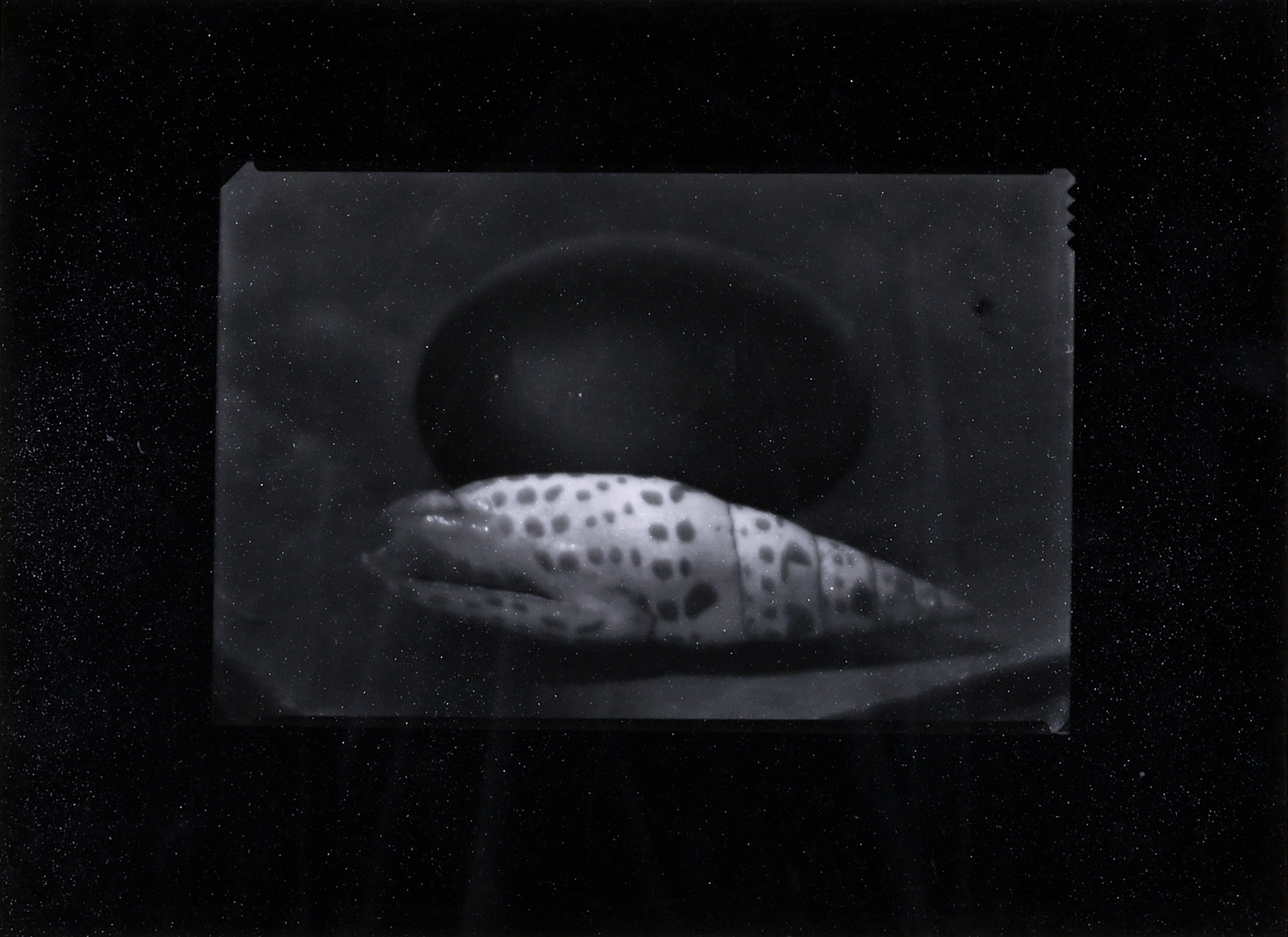 Josef Sudek, Muschel