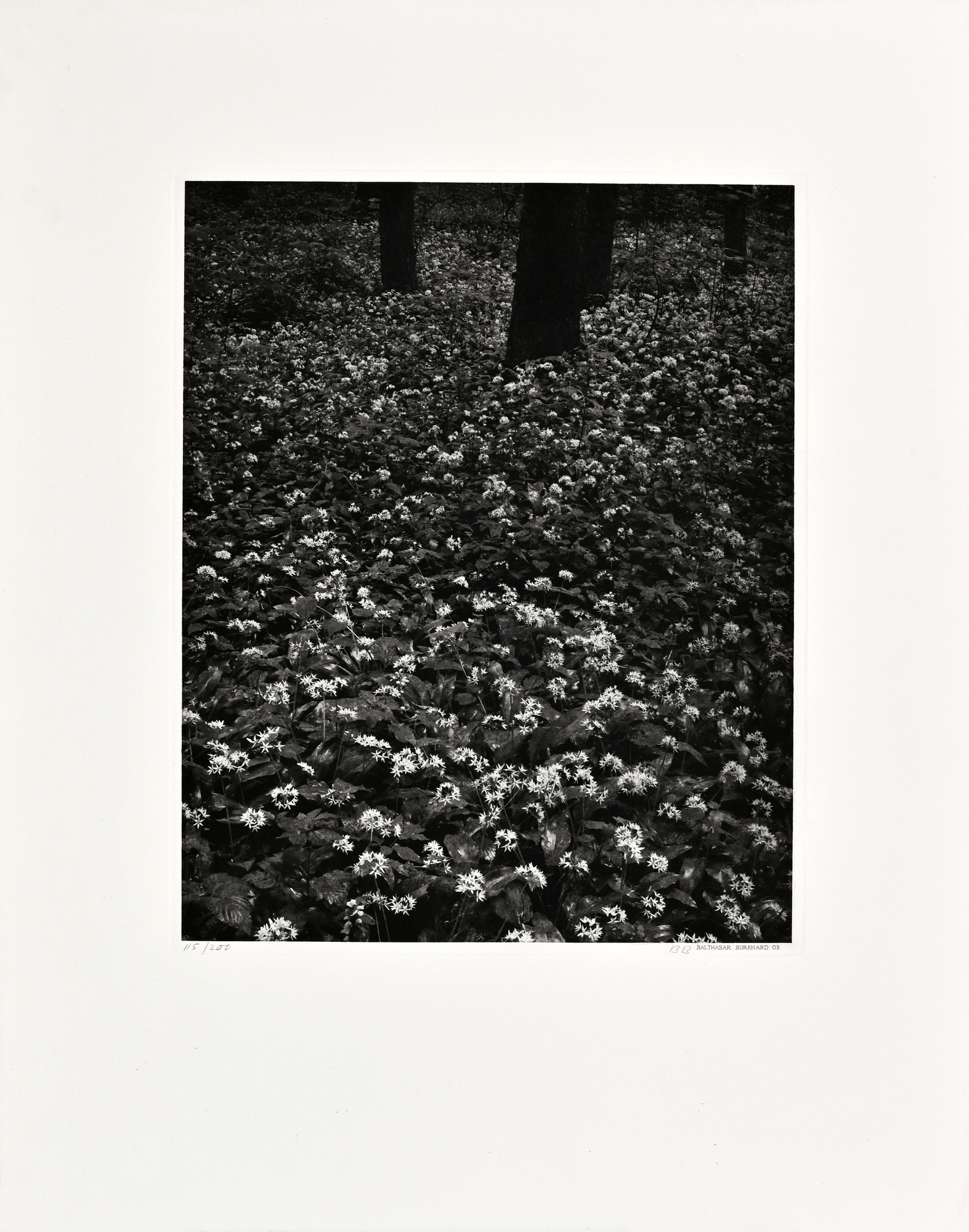 Balthasar Burkhard, Blüten im Wald