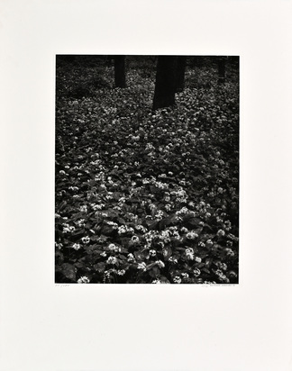 Blüten im Wald