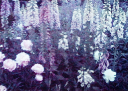 4 Fotografien aus "Lost Garden"