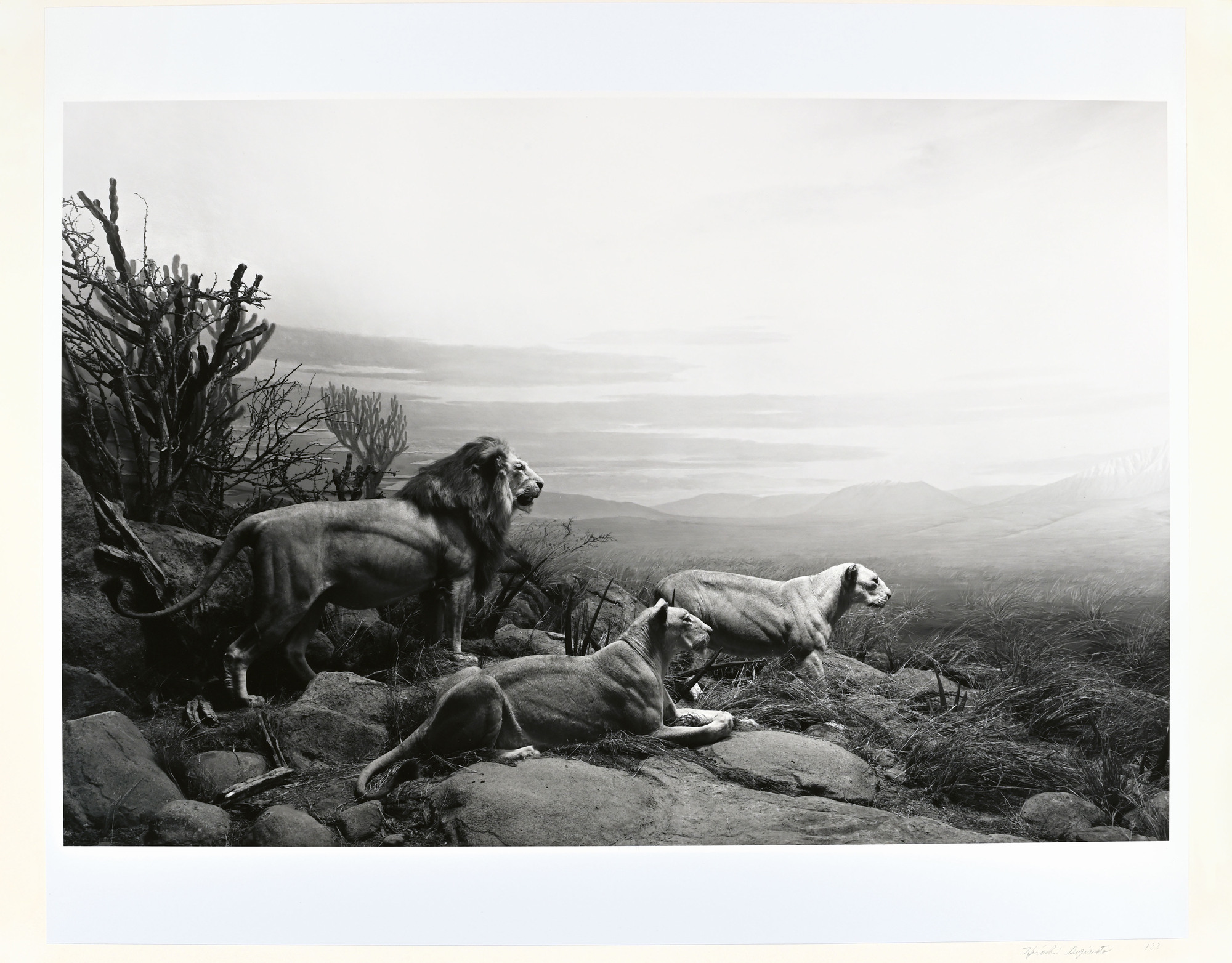 Hiroshi Sugimoto, Lion