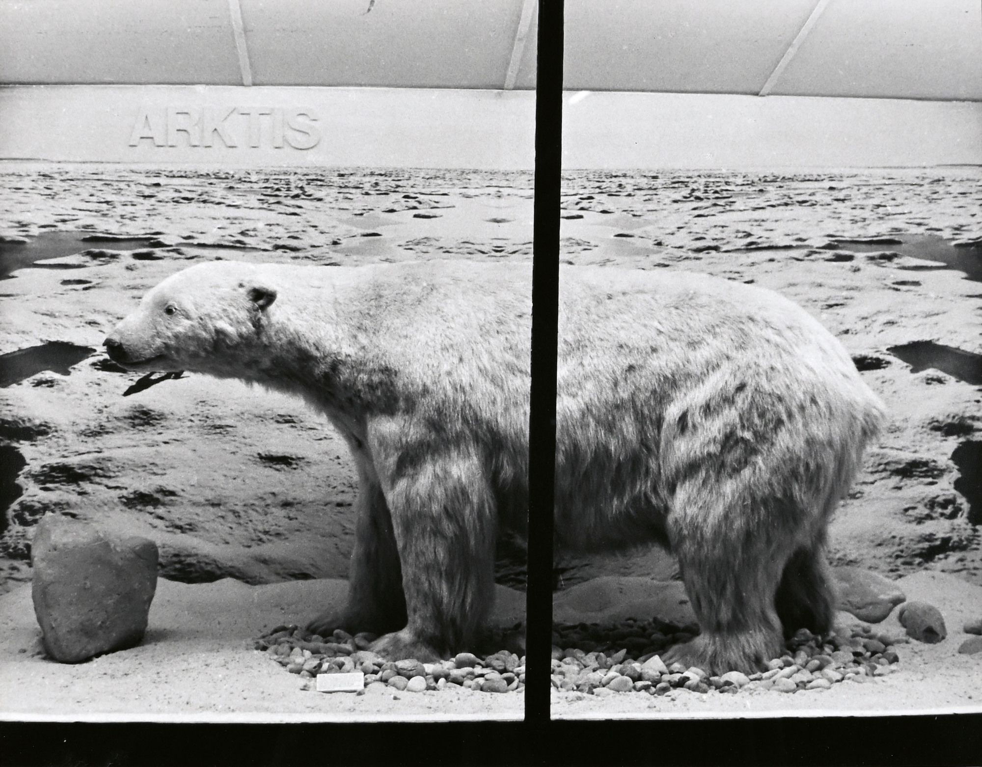 Mark Dion, Polar Bear (Ursus Maritimus)