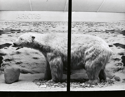 Polar Bear (Ursus Maritimus)