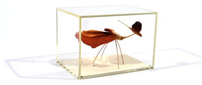 Etterling in Plexibox