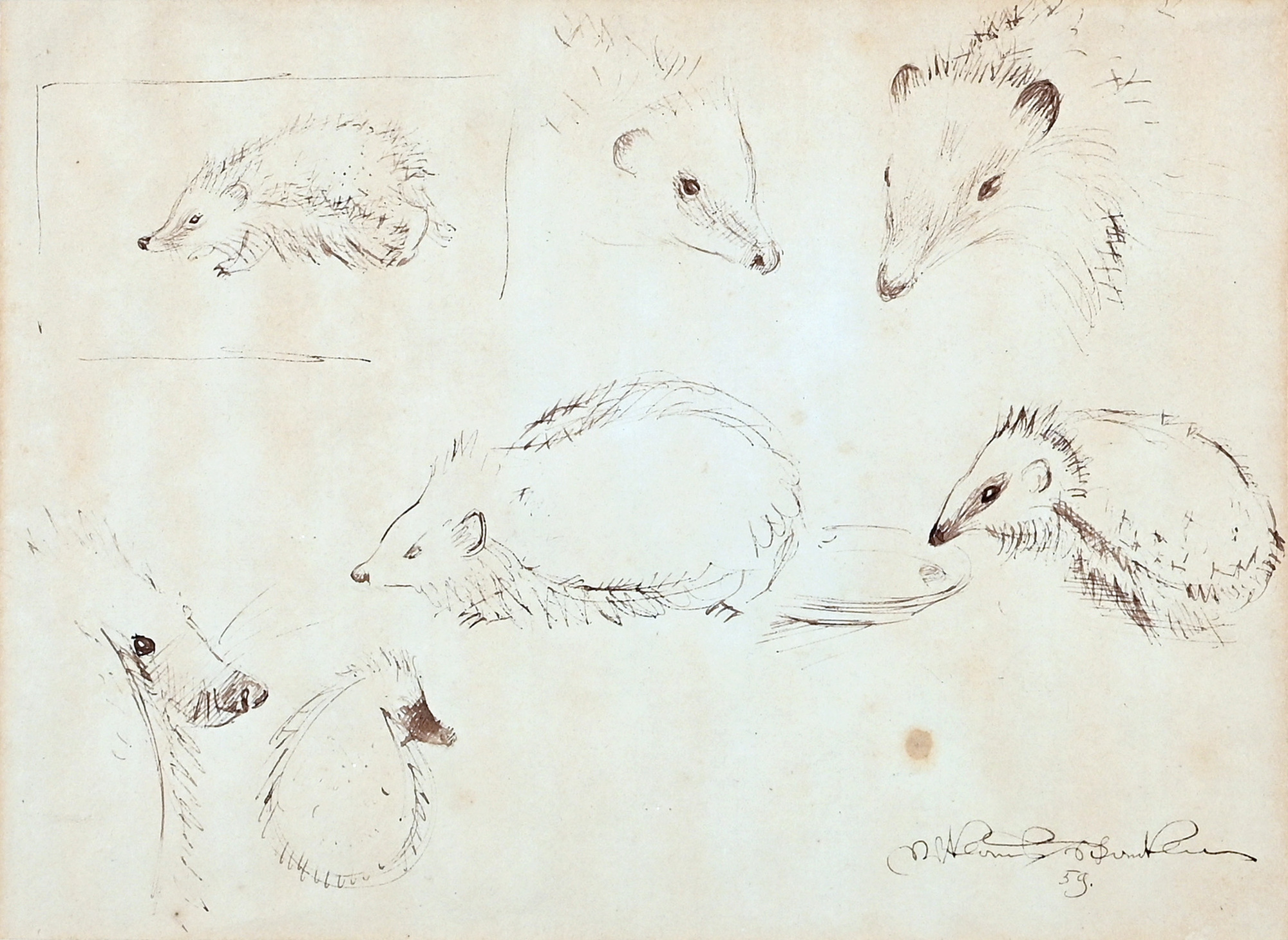 Niklaus Stoecklin, Hedgehog study