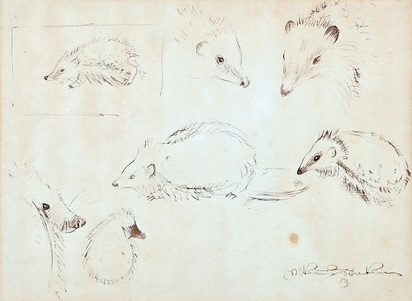 Hedgehog study
